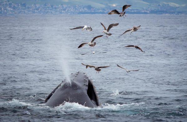 Sub Sea Tours