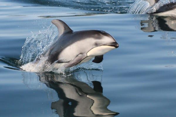 Pacific White-sided Dolphin