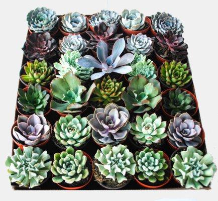 Nice selection of succulents for your home.