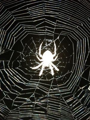 Even a spider in the dead of night can shine when given the right light. All it takes is the right camera to come along.