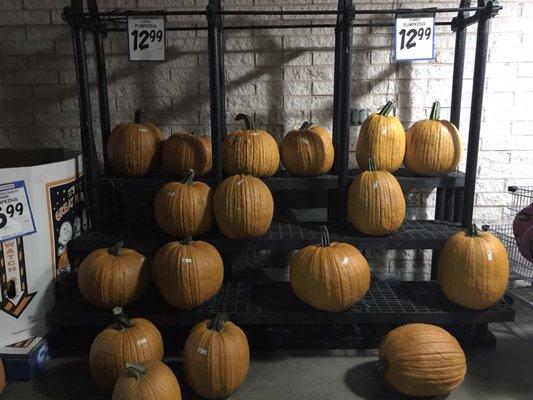 jumbo pumpkins!