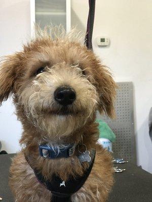 Louie the CavaPoo pups first hair trim