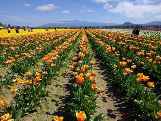 Skagit Valley Tulip Festival