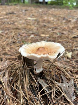 morning mushroom hunting after it rained last night