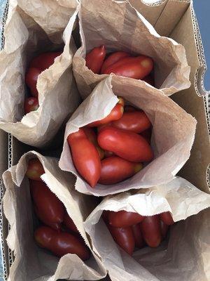 20lbs SAN MARZANO TOMATOES for making sauce & canning!!!!!!!!