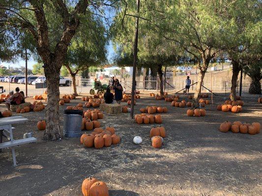 outrageously overpriced pumpkins!