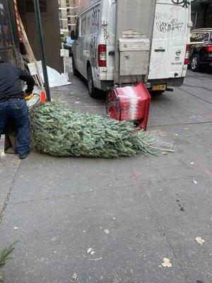 our tree being wrapped in netting