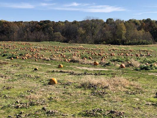 Pumpkins