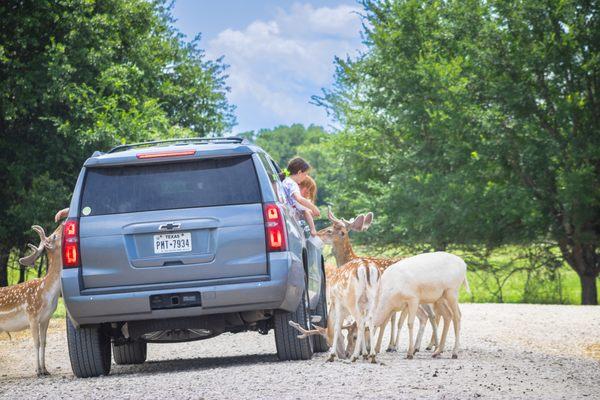 Guests of all ages love feeding the fallow deer.