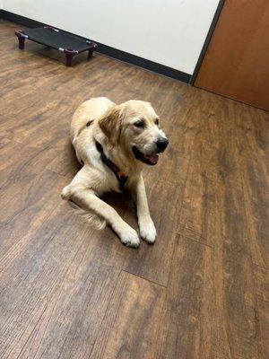 Golden retriever dog