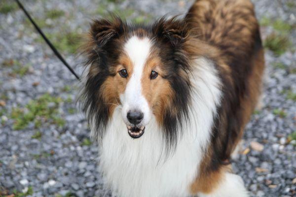 Pets are welcome at Becky's as long as they stay quiet and clean up after their pets.