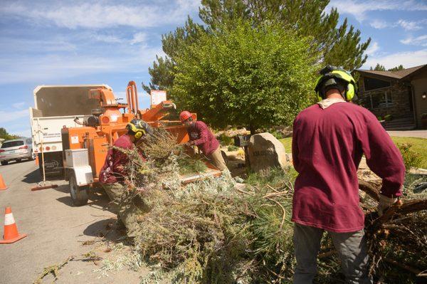 Serving the Northern Nevada, we specialize in safe, considerate tree and shrub pruning, removal, trimming, and planting.