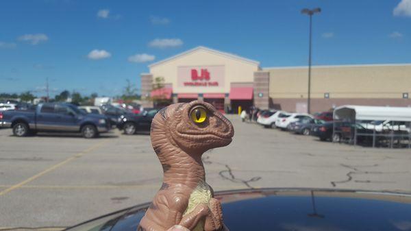 Bob the Raptor Says "Member Mammals come here to get a lot of stuff."