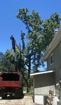 1 of 5 trees they took down in a day!