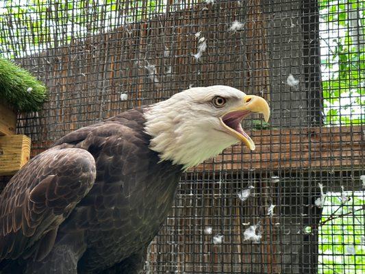 Bald eagle