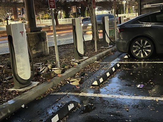 Tesla Supercharger