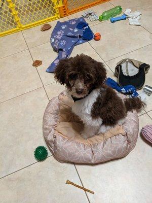 Elli the Aussiedoodle.