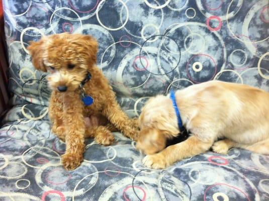 Puppies hanging out in the main office.