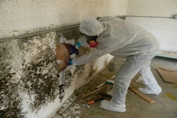 Mold Clean Up