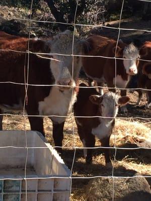 New additions to the winery.  "Squirt" and his mama.