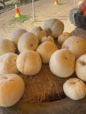 White pumpkins