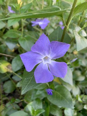 Beautiful purple flowers in bloom!