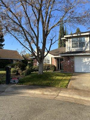 Tree trim in Roseville