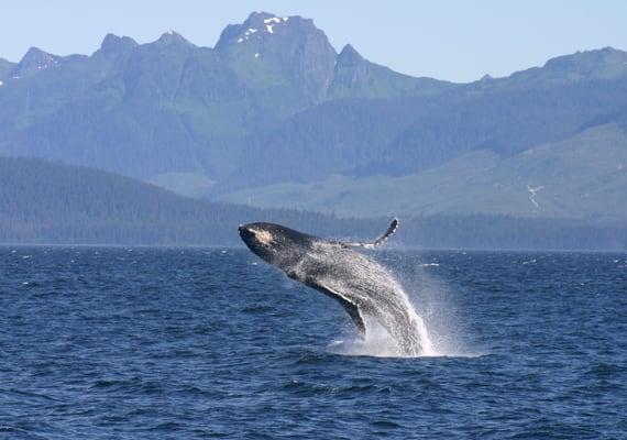 Whale watch from the bow in Alaska, Hawaii, Mexico, and the Pacific Northwest