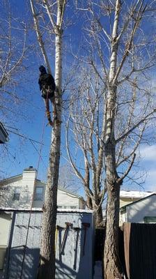 Two cottonwood removal