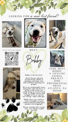 Bobby boy, available for adoption through LifeLine Animal Project.