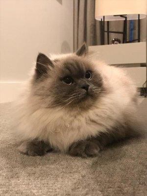 Puff Kitty!