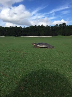 Turtles in the fairway!