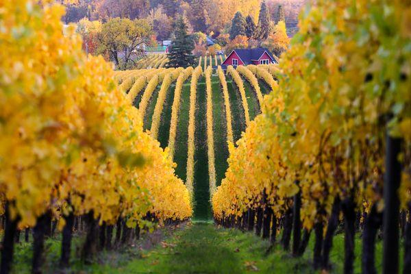 Sokol Blosser Winery |  Willamette Valley Wine Tastings | Open till 4 pm, Reservations and Walk-Ins Welcome