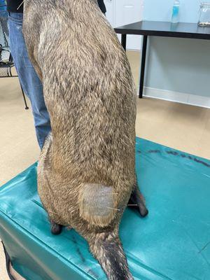 our dog receiving acupuncture