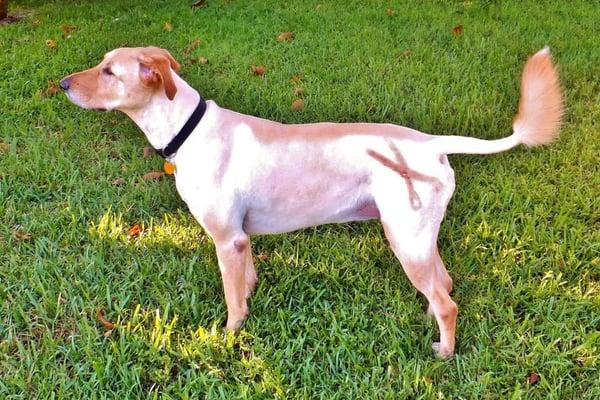 Lacey with a shear design on her hip. Her mom, Dena owns a Hair salon.