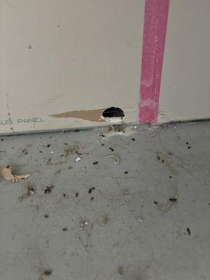 Mouse chewed a hole through the drywall. Loss of mouse turds.