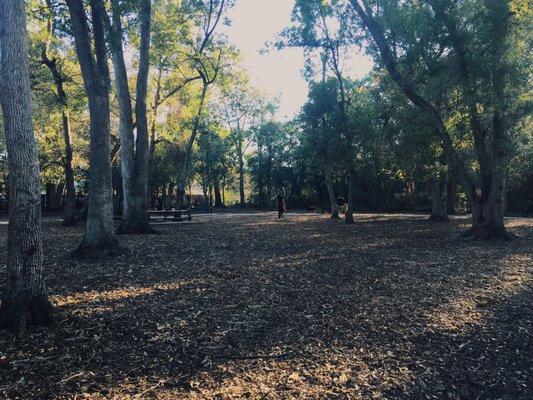 Dog playing area. Filled with mulch and leaves