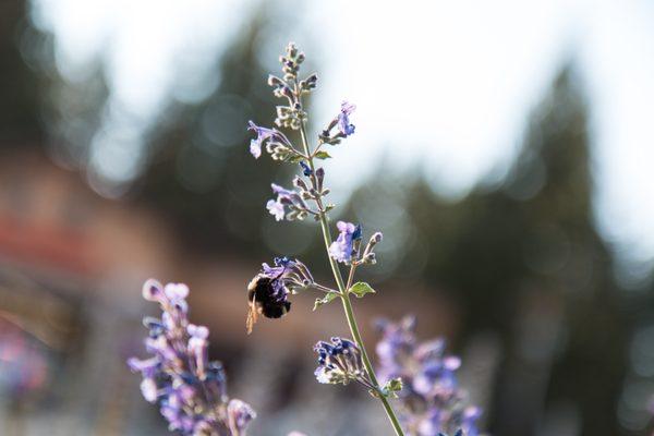 Visitors to our Tahoe-friendly demonstration garden