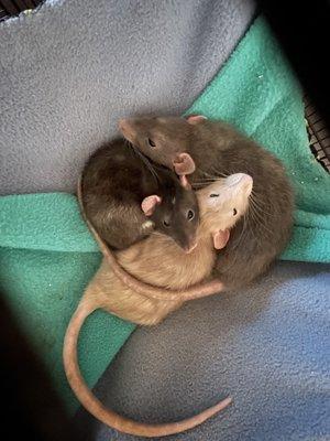 My rats are feeling healthy and happy after their visit :)