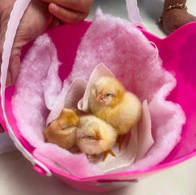 Our students had so much fun seeing and petting the baby chicks.