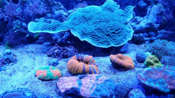 Aquatica's beautiful corals.