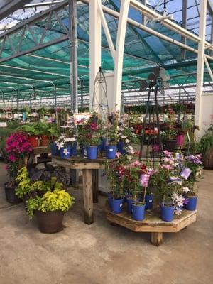 Displays for summer 2016 - in the greenhouse