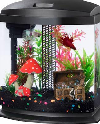 Moms Betta fish are thriving in their new home from the Pet Store called Pet Super Market.