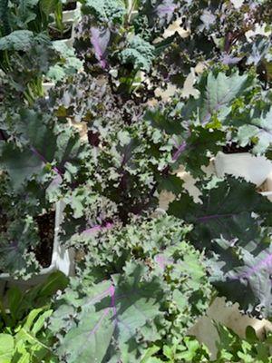 Purple moon kale