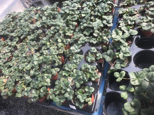 Strawberry plants and large variety of herbs