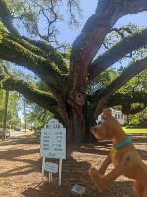 Scoobydootravels is checking out the big oak