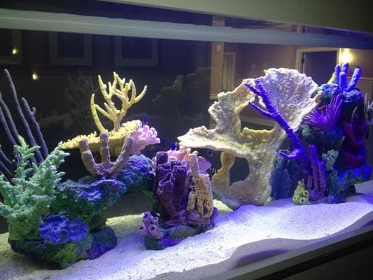 Wall Tank By CGI Aquatic Care 904-588-2700