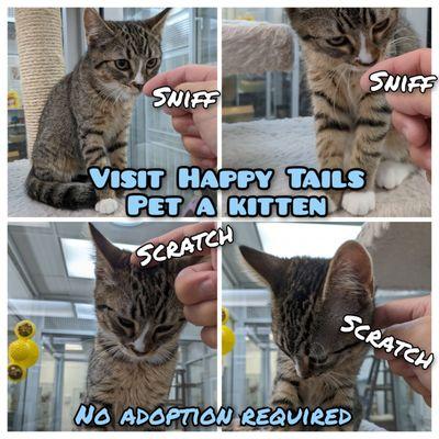 Happy Tails Pet Sanctuary