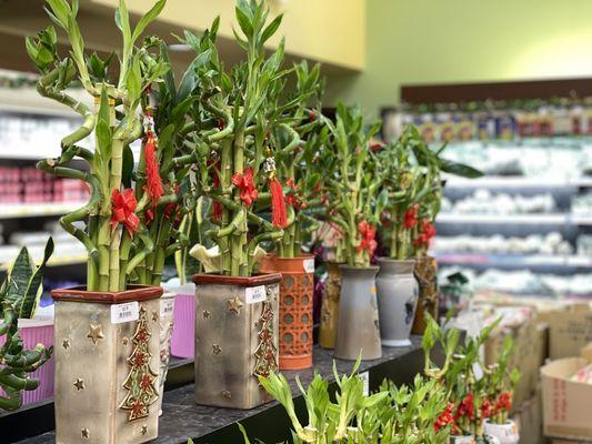 Beautiful bamboo plants