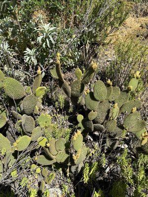 Some opuntia